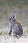 european wild rabbit