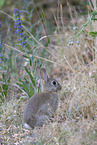 european wild rabbit