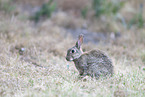 european wild rabbit