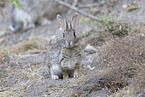 european wild rabbit