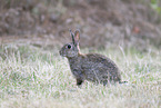 european wild rabbit