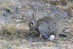 european wild rabbit