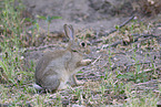 european wild rabbit