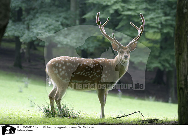 fallow deer / WS-01169