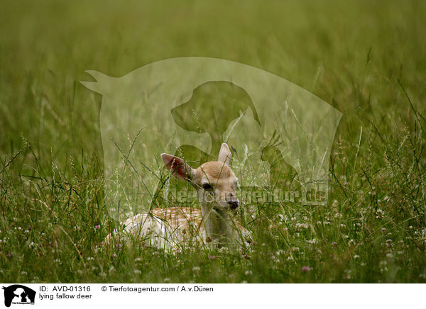 Damhirschkalb liegend auf Wildwiese / lying fallow deer / AVD-01316
