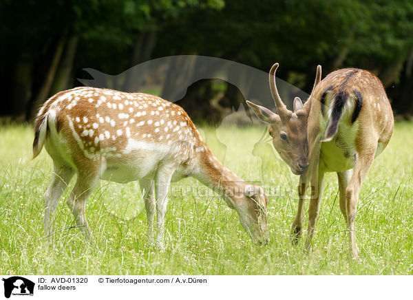 Damhirsche / fallow deers / AVD-01320