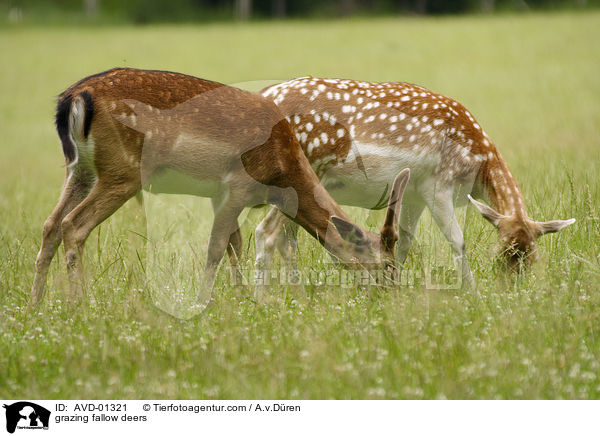grasende Damhirsche / grazing fallow deers / AVD-01321