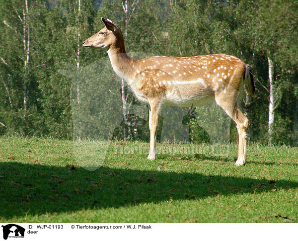 deer / WJP-01193
