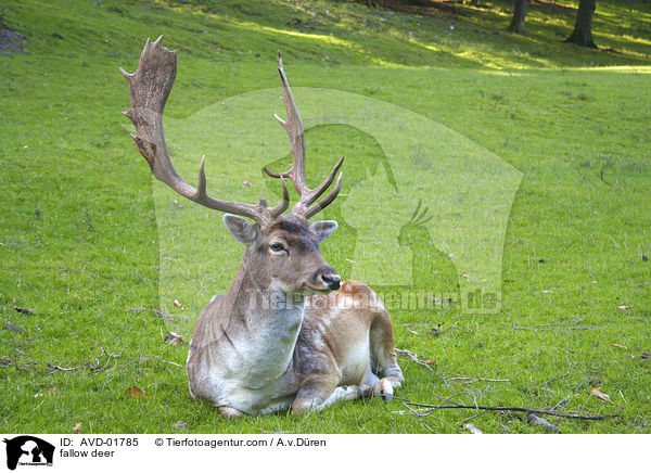ruhender Damhirschschaufler / fallow deer / AVD-01785