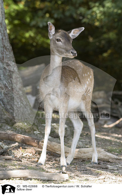 fallow deer / WS-02888