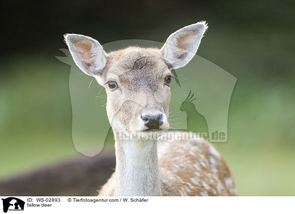 Damwild / fallow deer / WS-02893