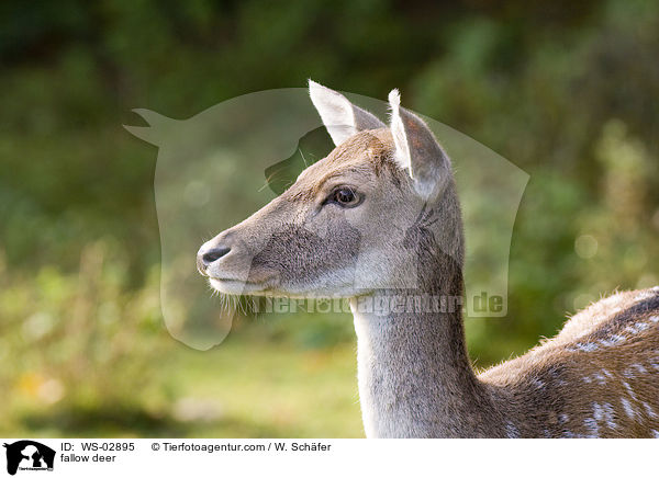 Damwild / fallow deer / WS-02895
