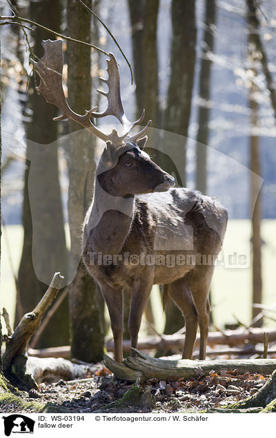 Damhirsch / fallow deer / WS-03194