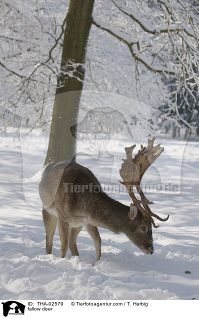 fallow deer / THA-02579