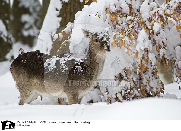 Damhirsch / fallow deer / HJ-03448