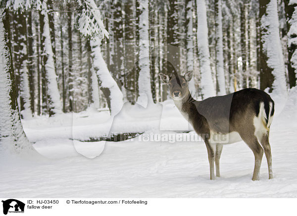 Damhirsch / fallow deer / HJ-03450