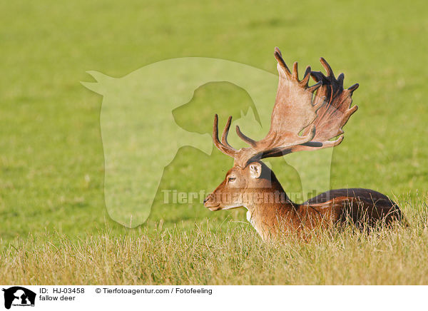 Damhirsch / fallow deer / HJ-03458
