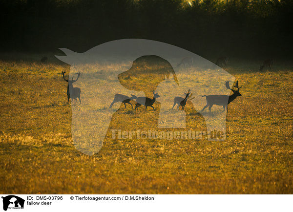 Damwild / fallow deer / DMS-03796