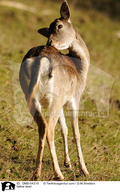 Damwild / fallow deer / DMS-04319