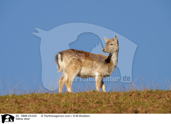 Damwild / fallow deer / DMS-04320