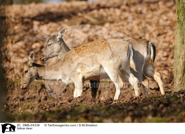 Damwild / fallow deer / DMS-04338