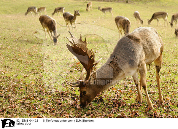 Damwild / fallow deer / DMS-04462