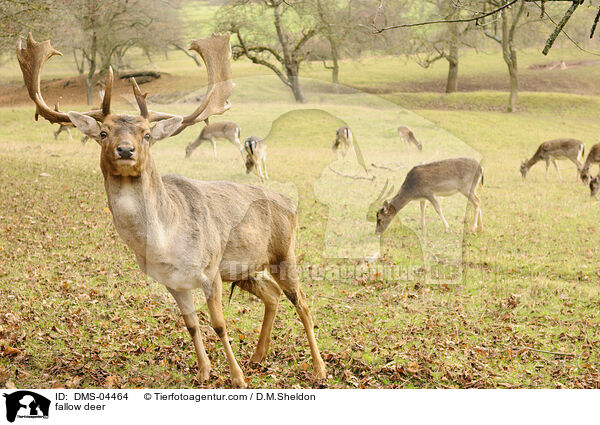 Damwild / fallow deer / DMS-04464