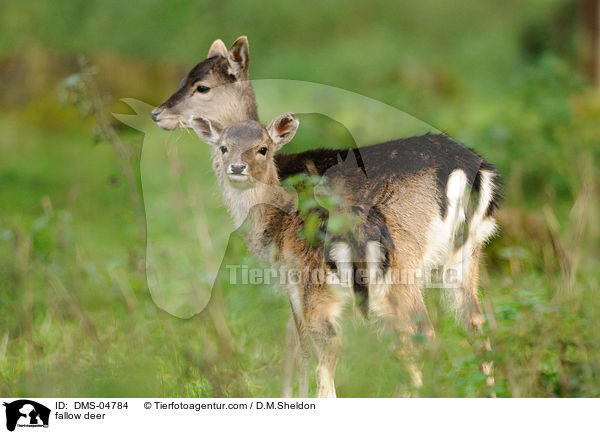 Damwild / fallow deer / DMS-04784