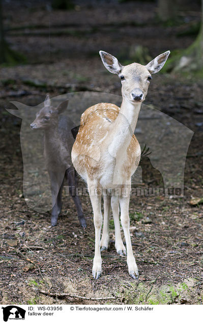 Damwild / fallow deer / WS-03956