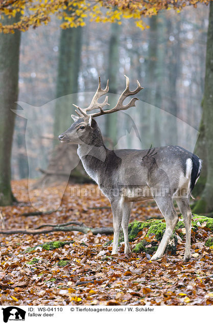 Damwild / fallow deer / WS-04110