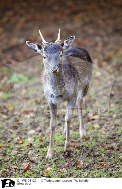 Damwild / fallow deer / WS-04120