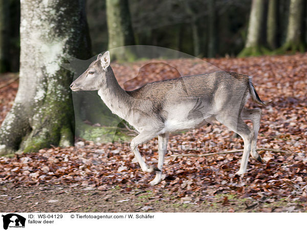 Damwild / fallow deer / WS-04129