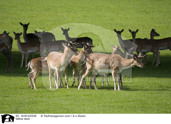 Damwild / fallow deer / AVD-02536