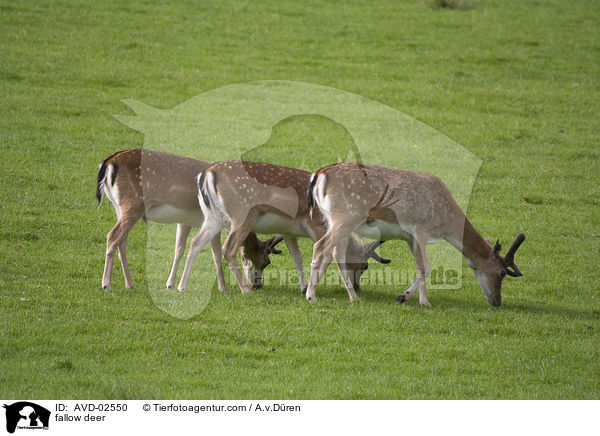 Damwild / fallow deer / AVD-02550