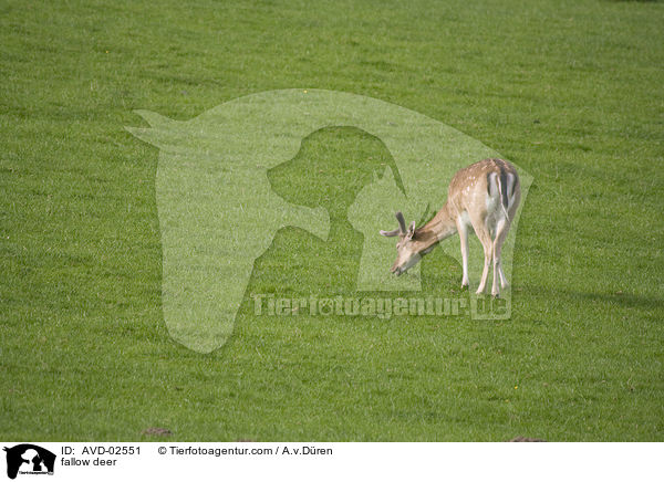 Damwild / fallow deer / AVD-02551