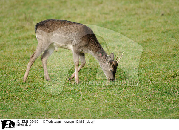 Damwild / fallow deer / DMS-05400