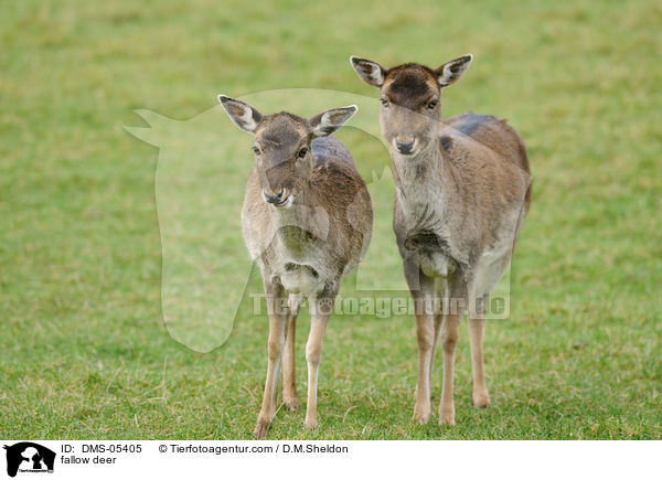 fallow deer / DMS-05405