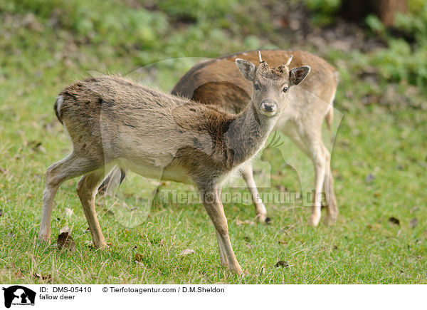 fallow deer / DMS-05410