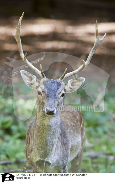 fallow deer / WS-04774