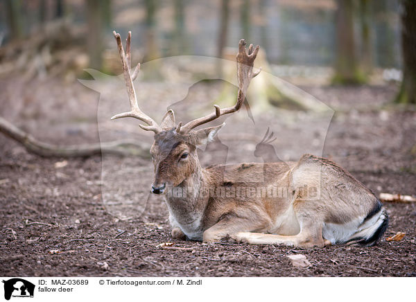 fallow deer / MAZ-03689