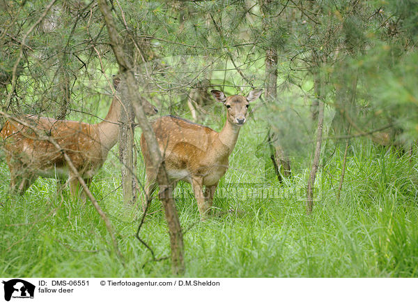 fallow deer / DMS-06551