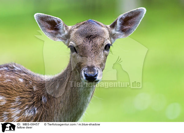 fallow deer / MBS-08457