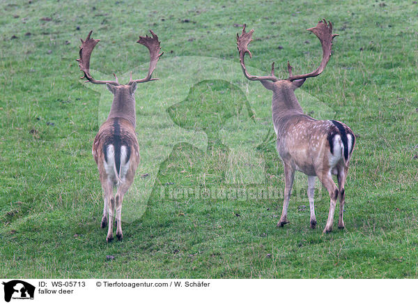 fallow deer / WS-05713