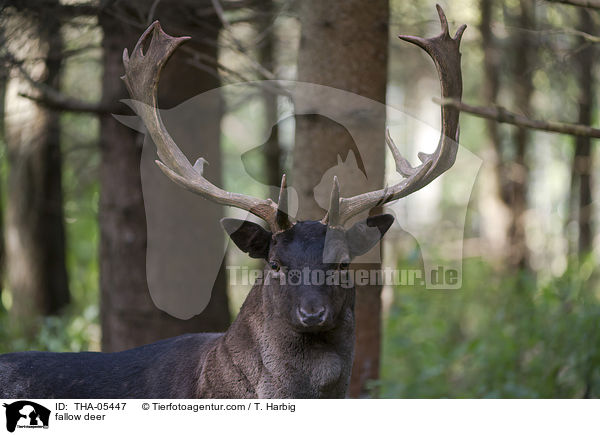 Damwild / fallow deer / THA-05447