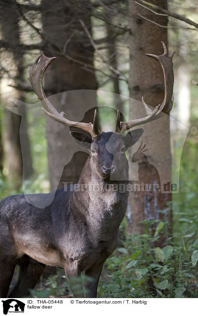 Damwild / fallow deer / THA-05448