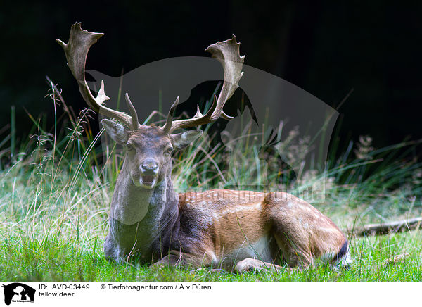 fallow deer / AVD-03449