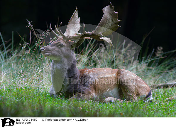 fallow deer / AVD-03450