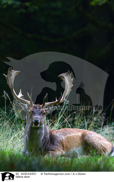 Damwild / fallow deer / AVD-03451