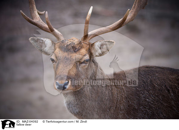 Damwild / fallow deer / MAZ-04092