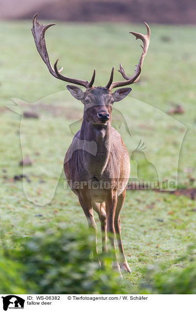 fallow deer / WS-06382